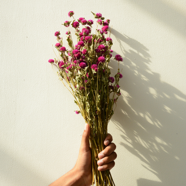 Natural Dried Gomphrena Flower Bunch