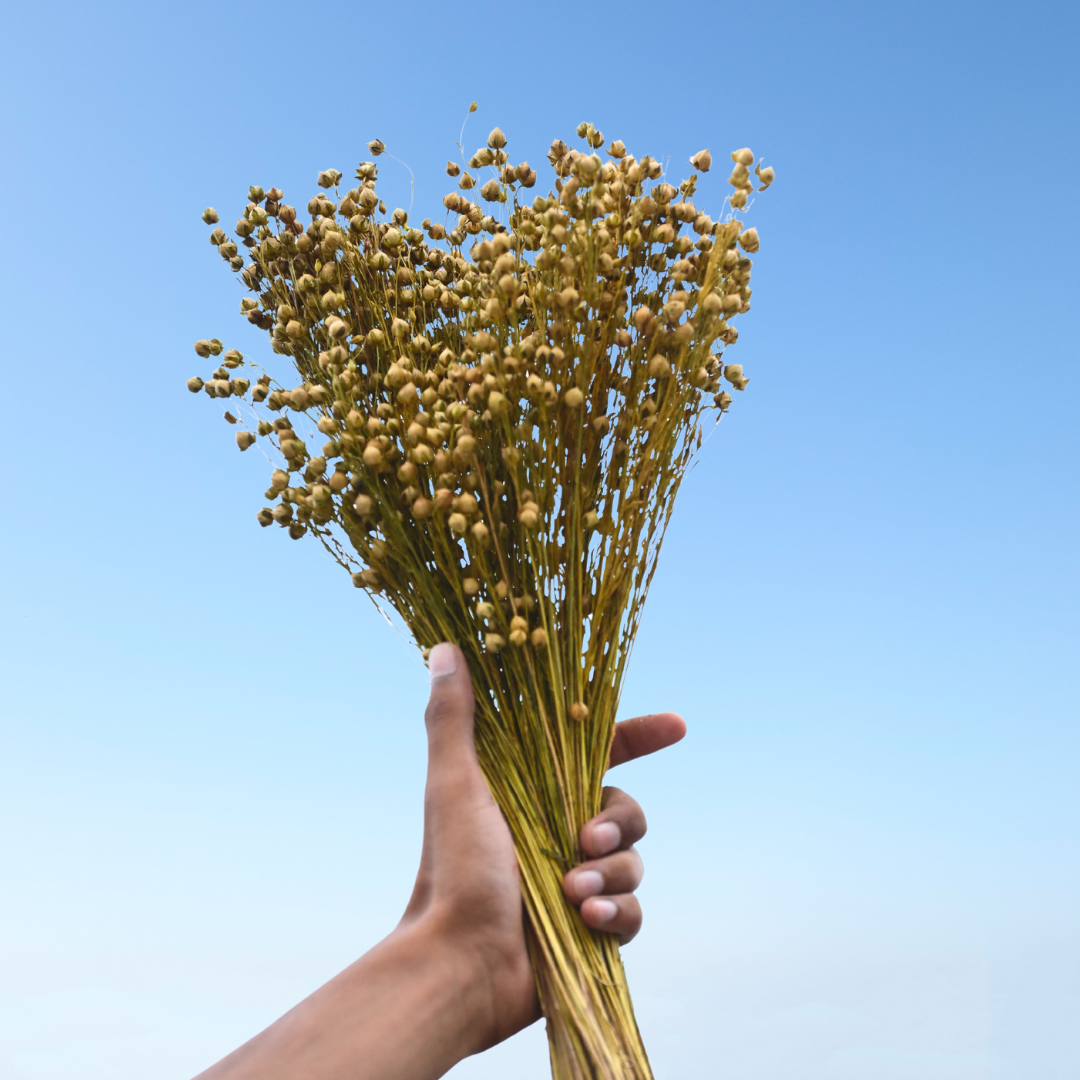 Natural Dried Yellow Flax Flower