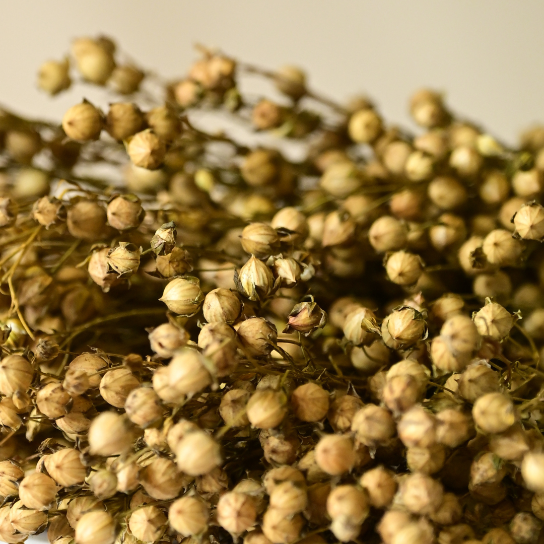 Natural Dried Yellow Flax Flower