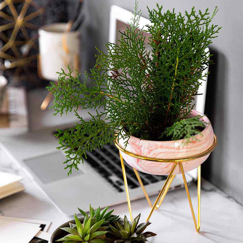 Bowl Planter with Stand