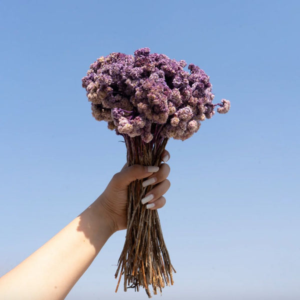 Natural Dried Flower Bunch | Colours Available
