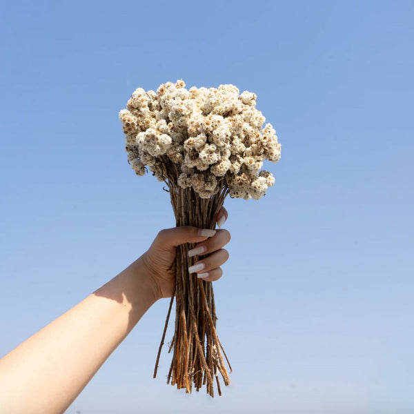 Natural Dried Flower Bunch | Colours Available
