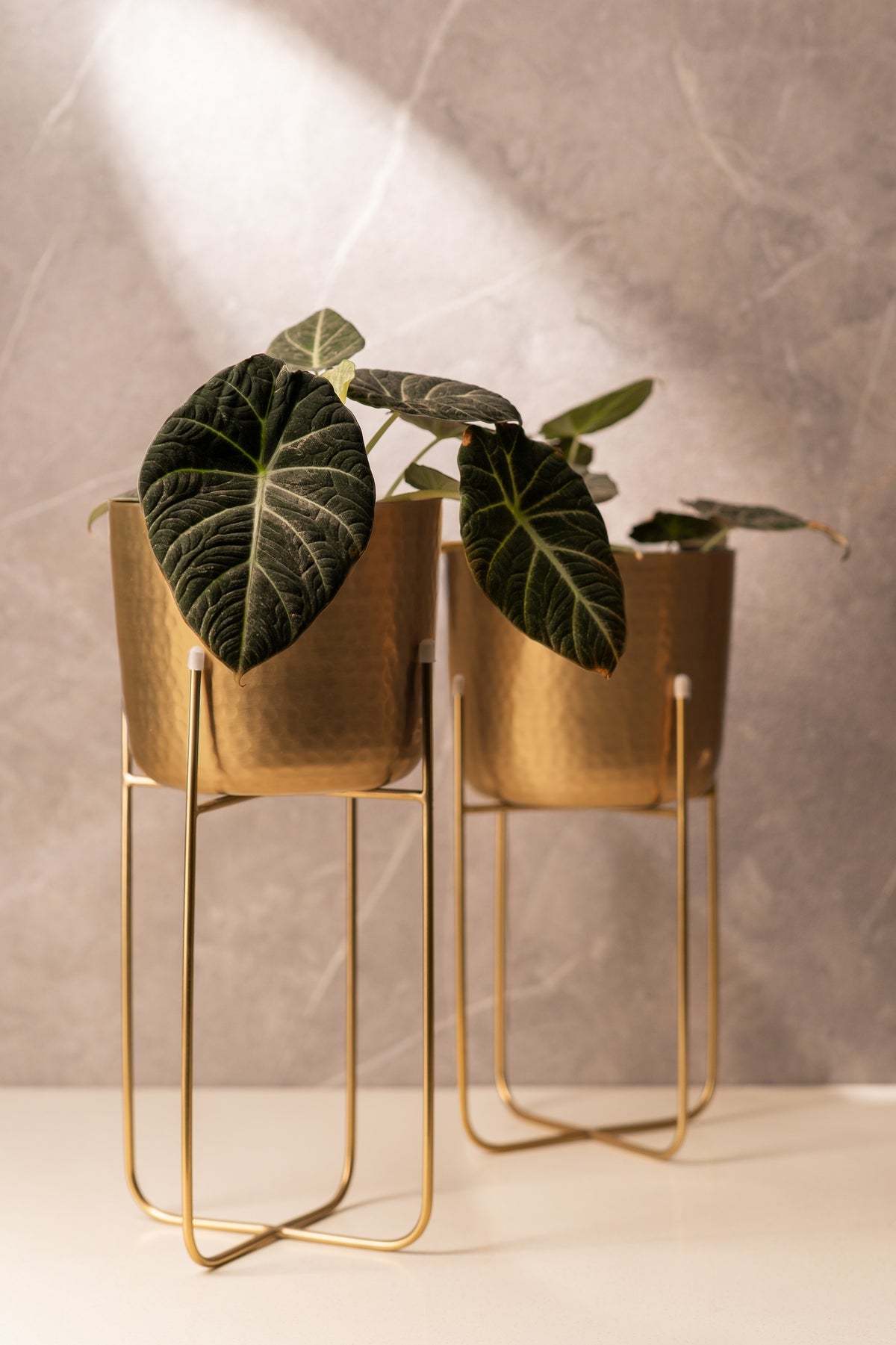 Gold planters with stand styled with alocasia plants