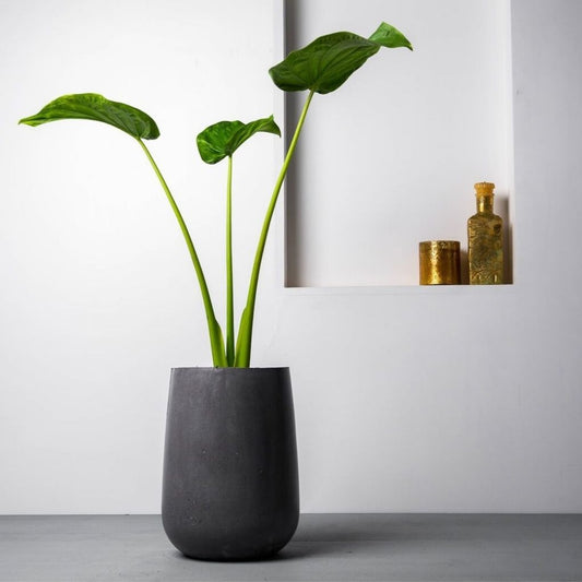 Medium Concrete Parabola Planter - Charcoal