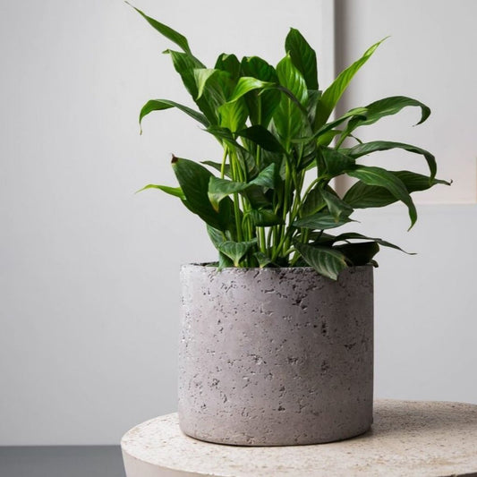 Concrete Mid-Century Planter - Grey