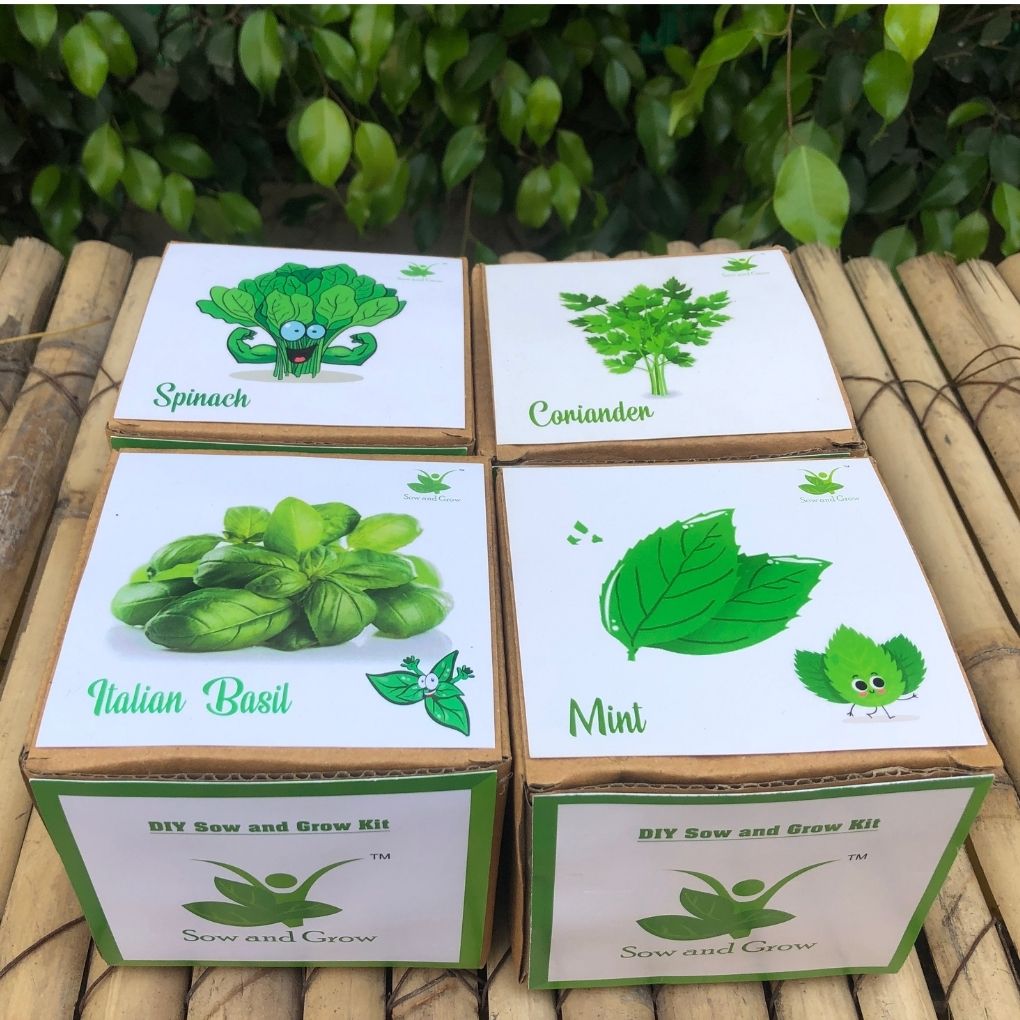 DIY Home Gardening 4 Greens Kit | Mint + Coriander + Italian Basil + Spinach