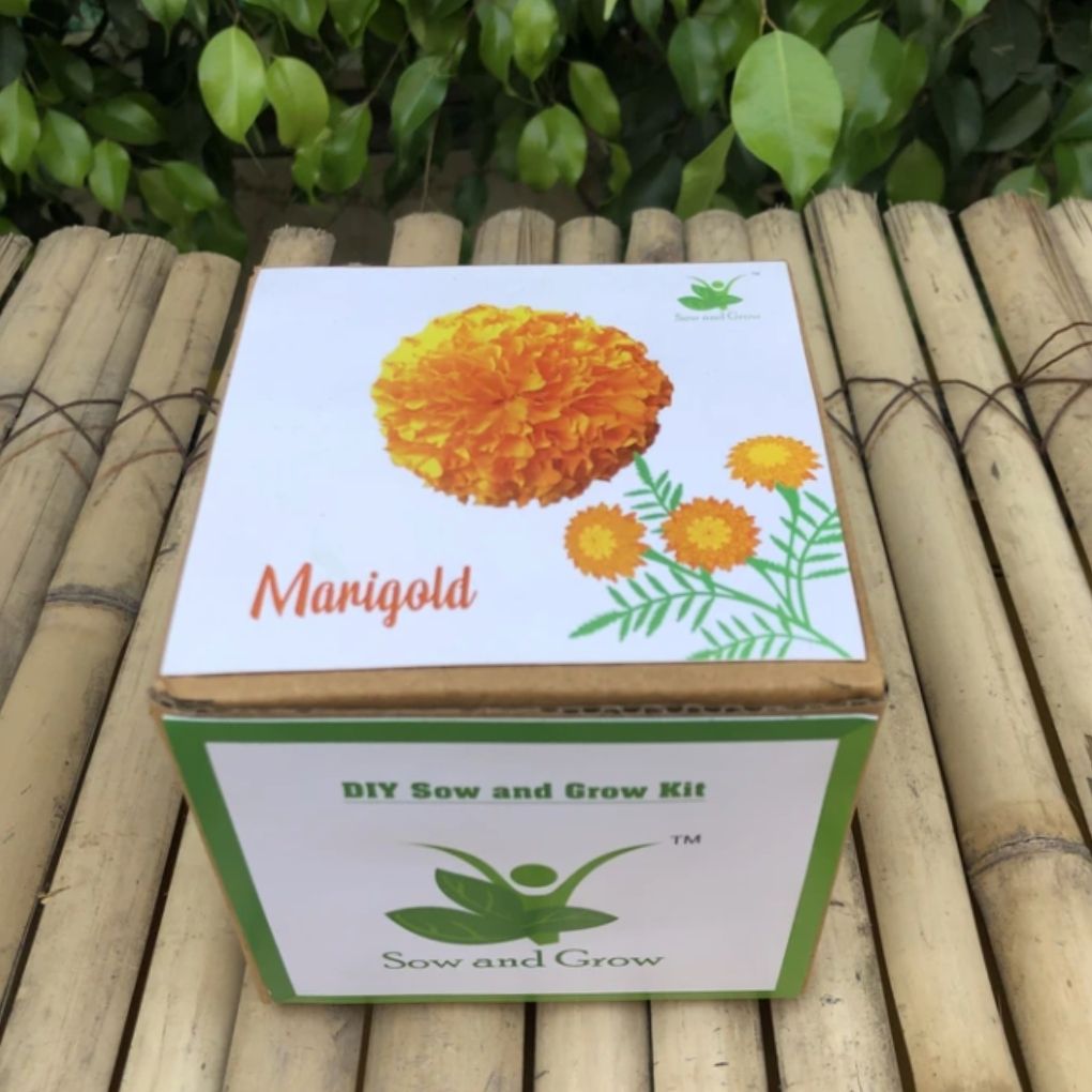 DIY Home Gardening Kit - Marigold