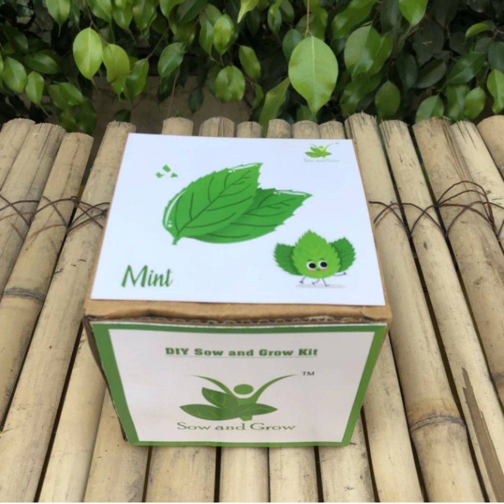 DIY Home Gardening Kit - Mint