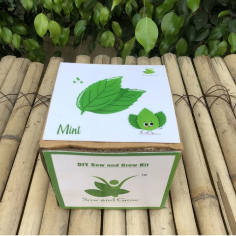 DIY Home Gardening Kit - Mint