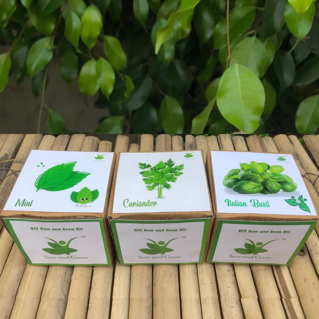 DIY Home Gardening Herb Kit | Mint + Coriander + Italian Basil