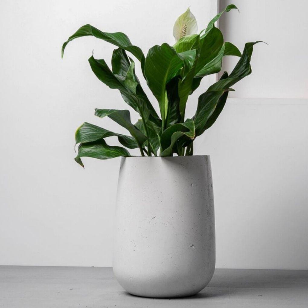 Medium Concrete Parabola Planter - White