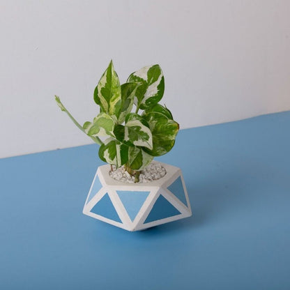 Small Concrete Floater Planter - Blue