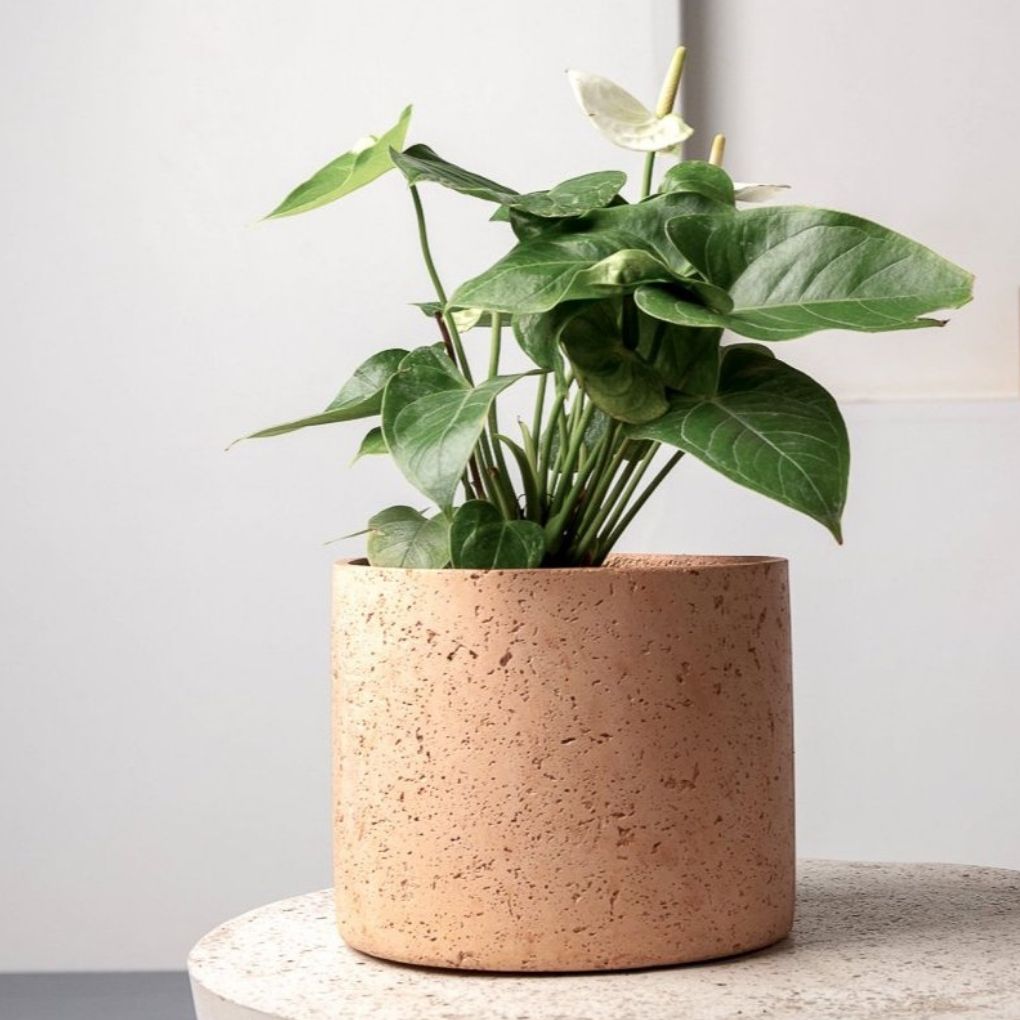 Concrete Mid-Century Planter - Blush Pink