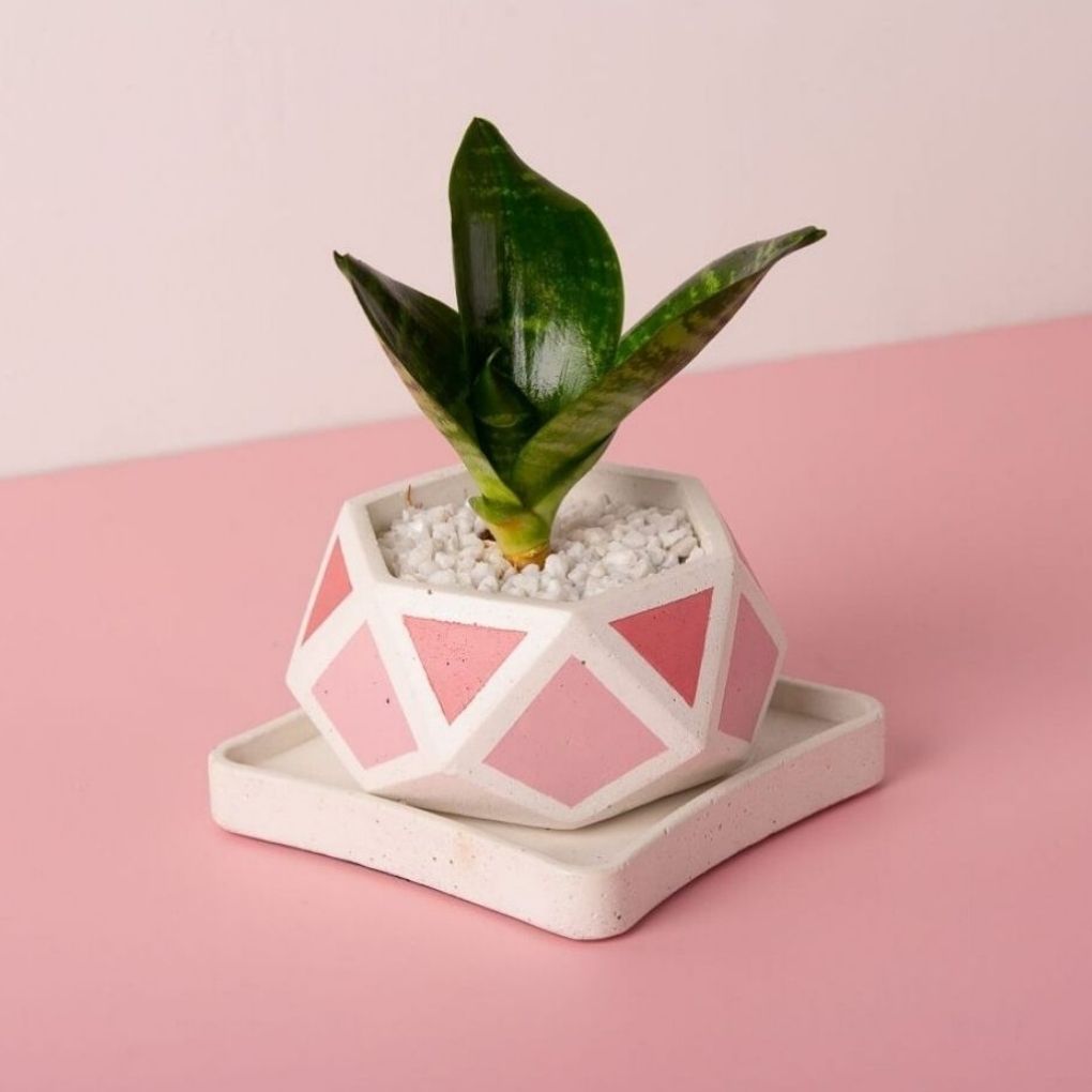 Small Concrete Hexamont Planter With Base - Pink