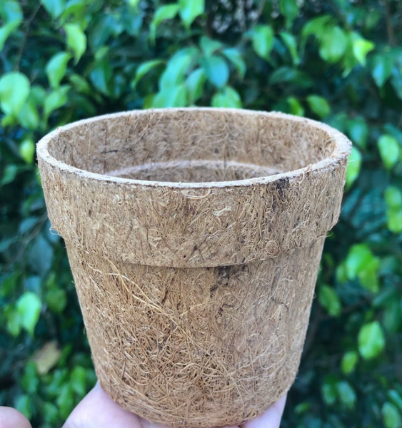 DIY Home Gardening Kit - Italian Basil